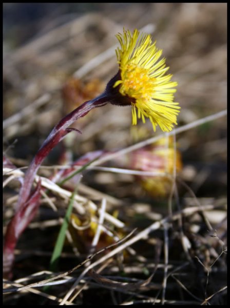 hestehov.jpg?t=1208655767