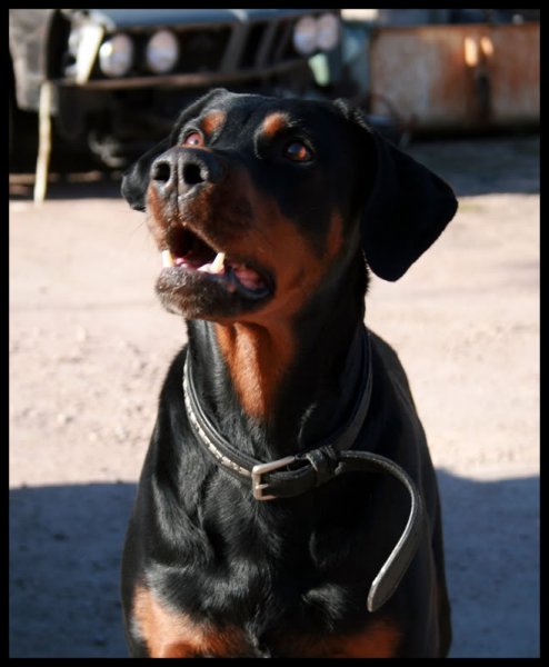 Adolf.jpg?t=1208731890