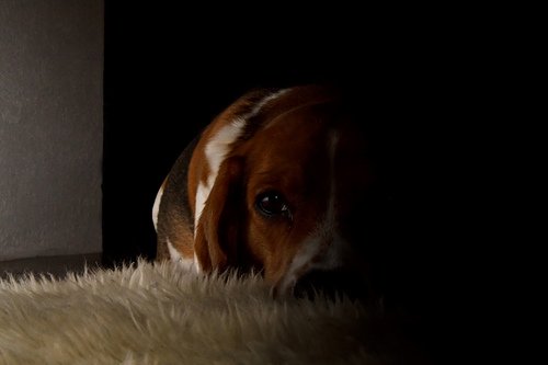 3317537426_c2f3ae2712.jpg?v=0