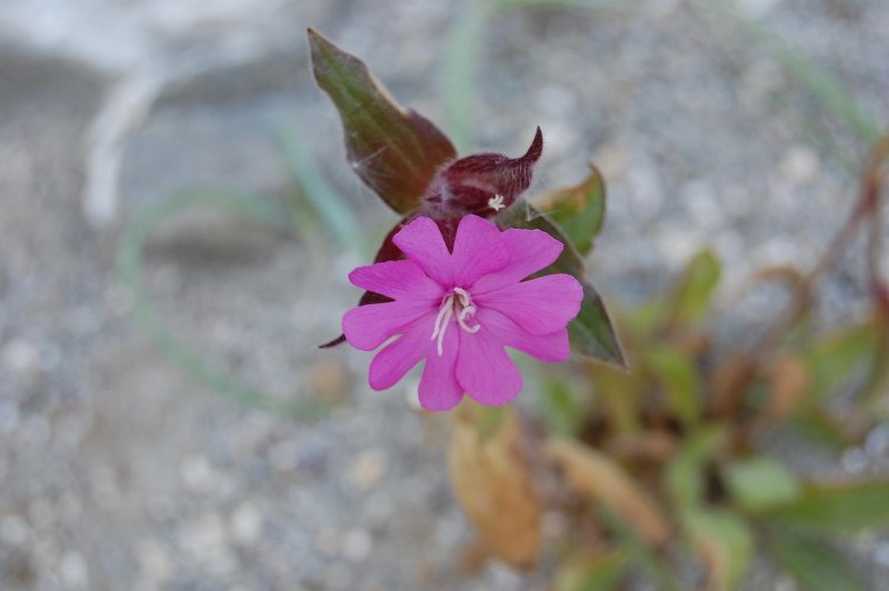 Blomst.jpg?t=1213938316