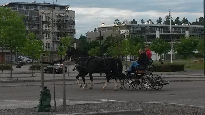Bildet kan inneholde: himmel, tre, hest, sky og utendørs