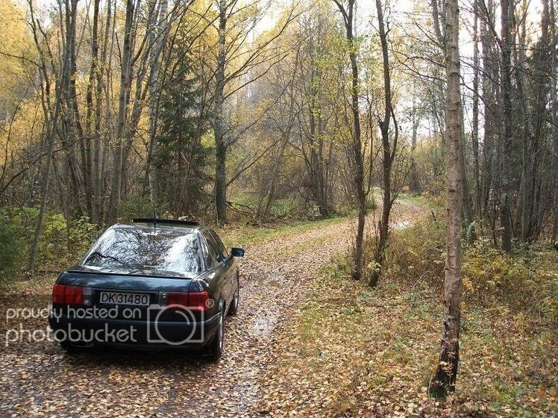 Audi80leafs2.jpg