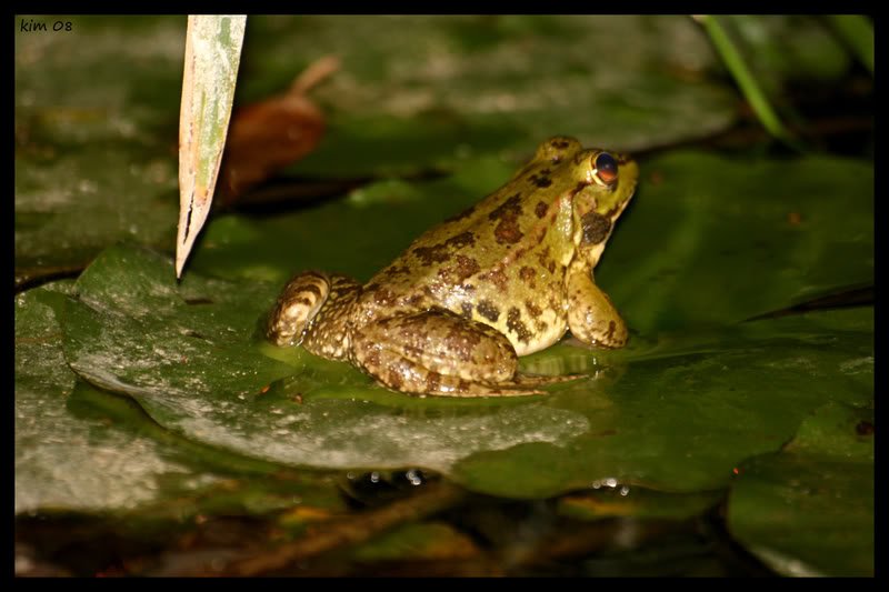 frosk1.jpg