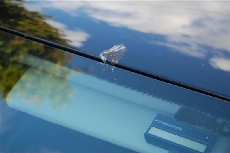 DSC_0095 (Medium).JPG