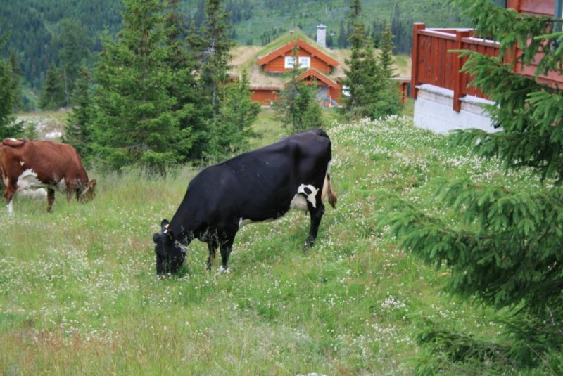 IMG_4905 (1024 x 684).jpg