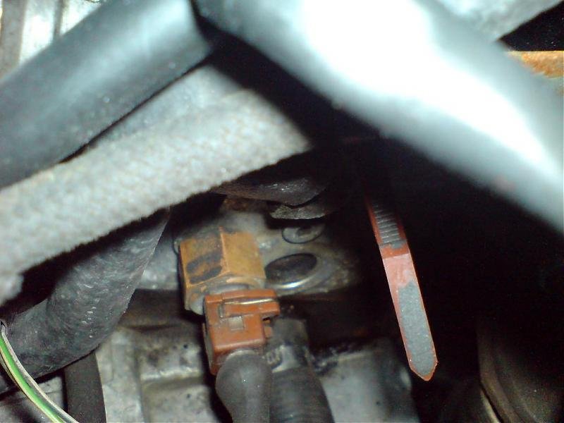 føler bakpå toppen.jpg