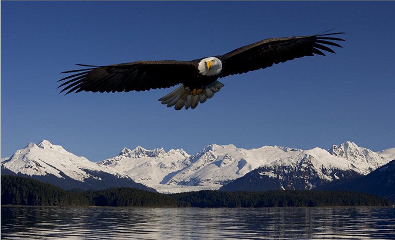 bald eagle.jpg