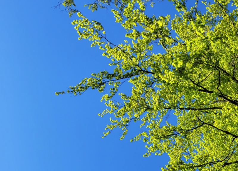image.thumb.png.15e8b25a481f4cf3dc7aab94debc70d6.png